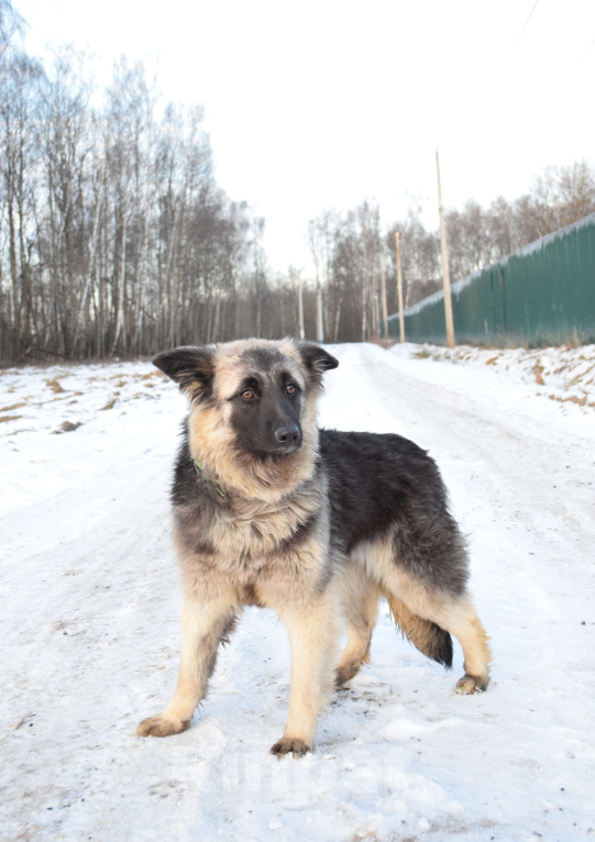Собаки в Москве: Щенок-подросток, овчарка в дар Девочка, Бесплатно - фото 5