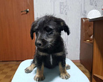 Собаки в Москве: Щенки коротколапики в добрые руки Мальчик, Бесплатно - фото 9