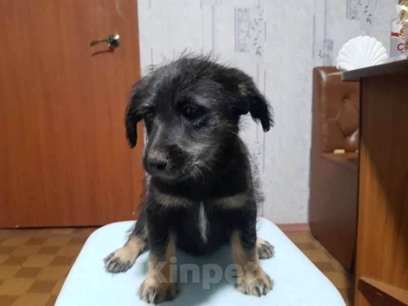 Собаки в Москве: Щенки коротколапики в добрые руки Мальчик, Бесплатно - фото 9
