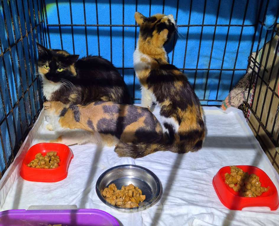 Кошки в Москве: Умерла хозяйка. Бедные кошки Девочка, Бесплатно - фото 2