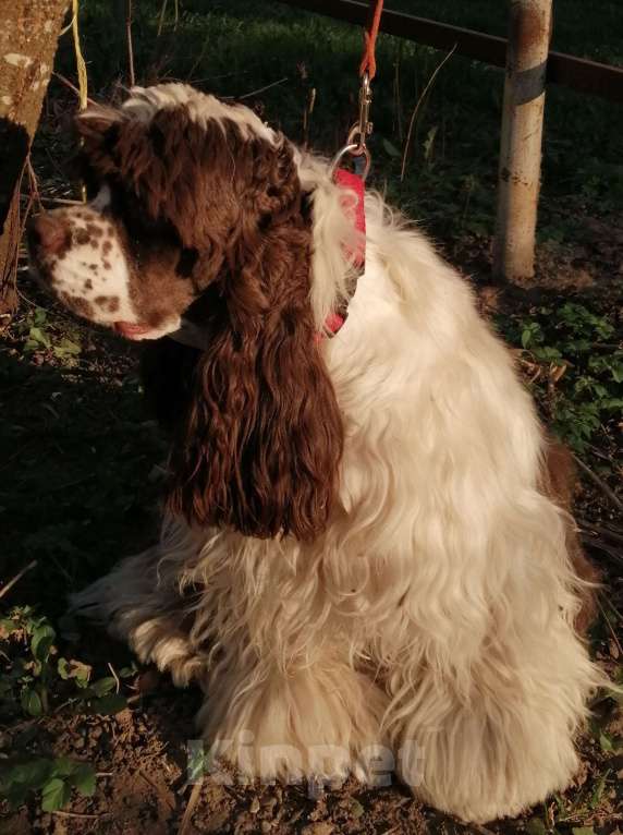 Собаки в Ярцево: Девочка для Обожания!!! Девочка, 55 000 руб. - фото 6