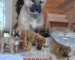 Собаки в Медвежьегорске: Продам щенков Мальчик, Бесплатно - фото 7