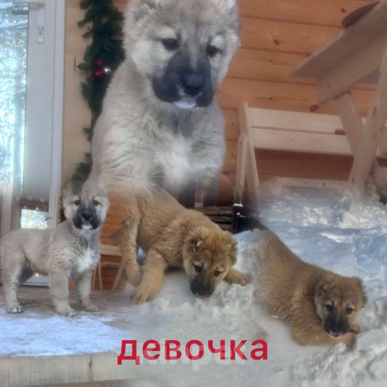 Собаки в Медвежьегорске: Продам щенков Мальчик, Бесплатно - фото 7