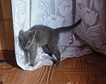 Кошки в Клине: Кошечка Надежды Девочка, Бесплатно - фото 2