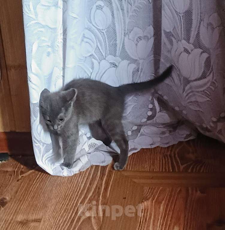 Кошки в Клине: Кошечка Надежды Девочка, Бесплатно - фото 2