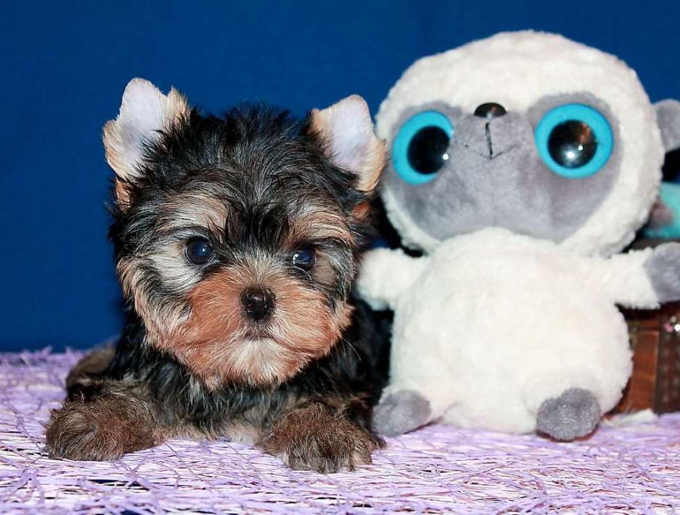 Собаки в Москве: Маленький мальчик, Лидер. Мальчик, 60 000 руб. - фото 6