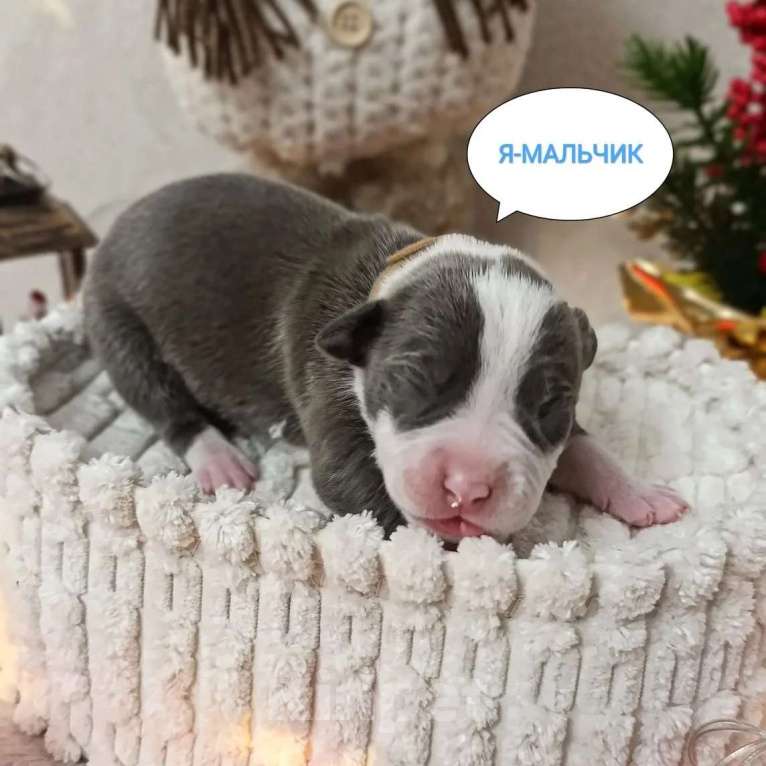 Собаки в Липецке: Голубые щенки амстафф Мальчик, 80 000 руб. - фото 1