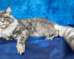 Кошки в Казани: Котенок мейн-кун девочка Девочка, 30 000 руб. - фото 5