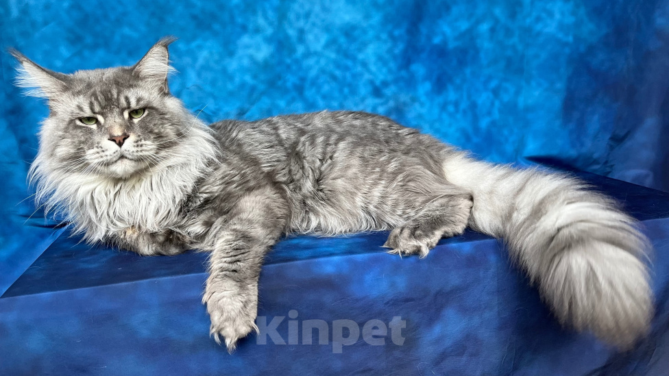 Кошки в Казани: Котенок мейн-кун девочка Девочка, 30 000 руб. - фото 5