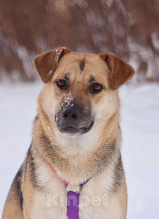 Собаки в Москве: Небольшая весёлая Комета в поисках дома Девочка, Бесплатно - фото 2