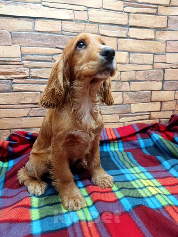 Собаки в Белогорске: Девочка Девочка, 20 000 руб. - фото 2