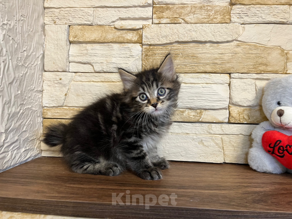 Кошки в Волгограде: Котик курильский бобтейл Мальчик, 40 000 руб. - фото 3