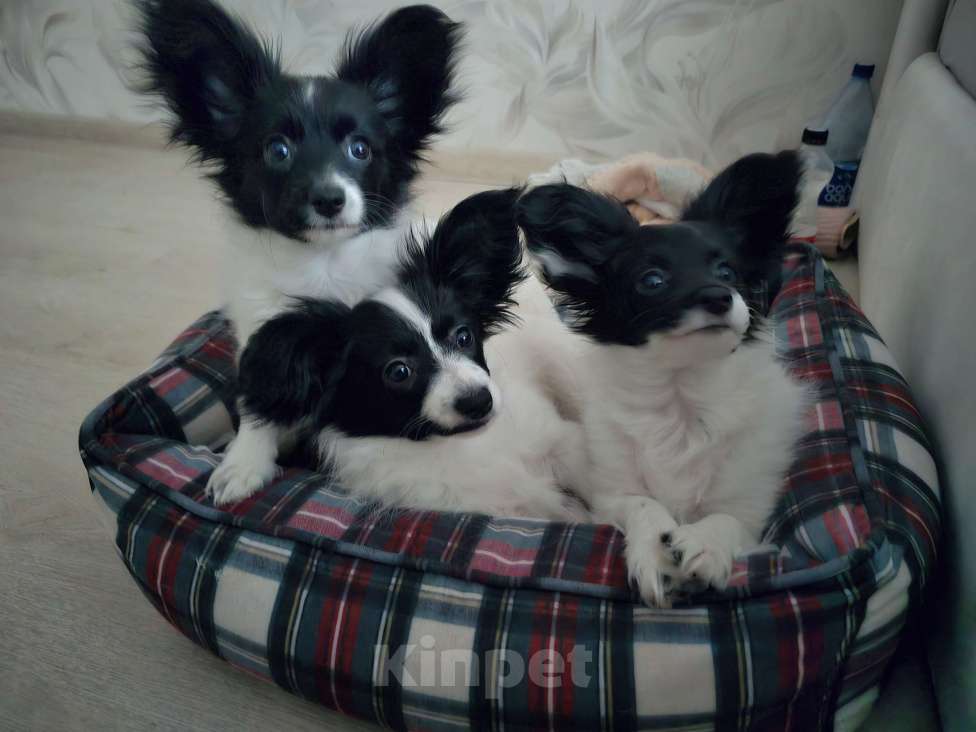 Собаки в других городах Московской области: Папильон мальчик Мальчик, 15 000 руб. - фото 3