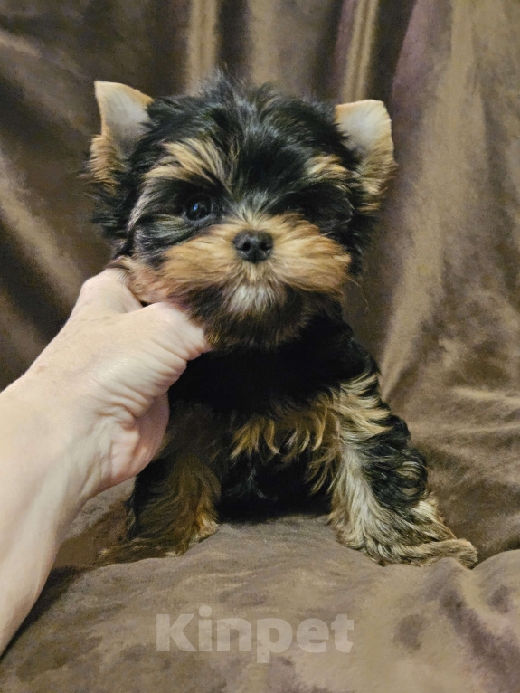 Собаки в Москве: Мальчик йорка  Мальчик, 60 000 руб. - фото 3