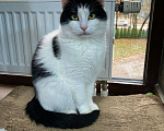 Кошки в Москве: Стеснительный котик Йохан  Мальчик, 50 руб. - фото 3