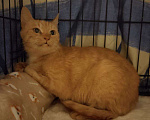 Кошки в Москве: Кошка Рыжка ищет дом Девочка, 10 руб. - фото 4