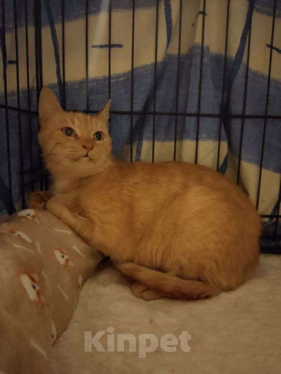 Кошки в Москве: Кошка Рыжка ищет дом Девочка, 10 руб. - фото 4