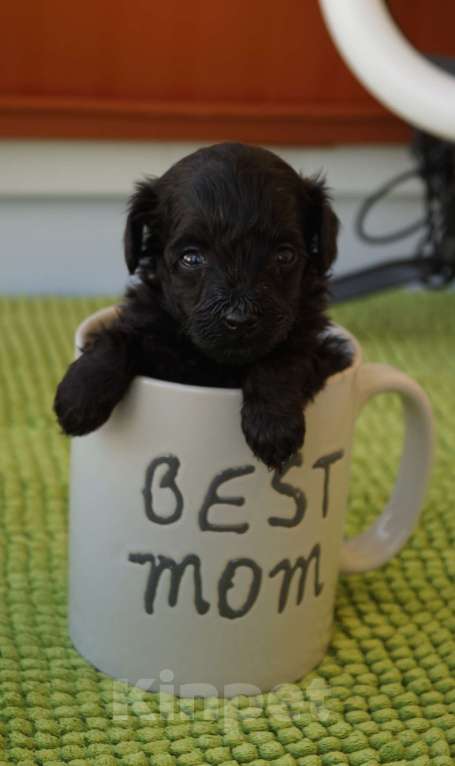 Собаки в Санкт-Петербурге: Щенки мальтипу F-1. разных окрасов. Разнополые, Бесплатно - фото 7