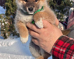 Собаки в Москве: Сиба-ину мальчик Мальчик, 50 000 руб. - фото 2