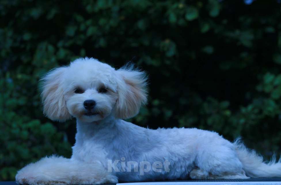 Собаки в Москве: мальтипу Ф1 щенки мини Мальчик, 70 000 руб. - фото 8