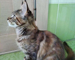 Кошки в Арзамасе: Мейн-кун котята, 8 000 руб. - фото 3