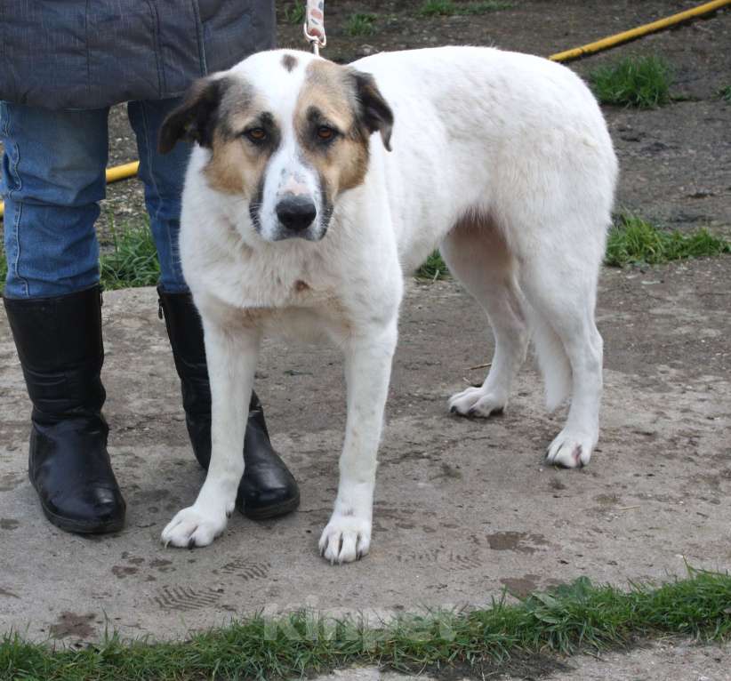 Собаки в Москве: Большая, добрая собака Жасмин в поиске любящей семьи Девочка, Бесплатно - фото 5