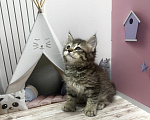 Кошки в Новосибирске: Пиксибоб котенок поли лапы 2 месяца Мальчик, 110 000 руб. - фото 2