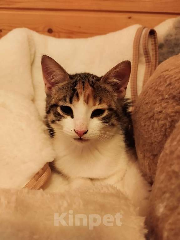 Кошки в Санкт-Петербурге: Беатрис котенок девочка Девочка, 500 руб. - фото 2