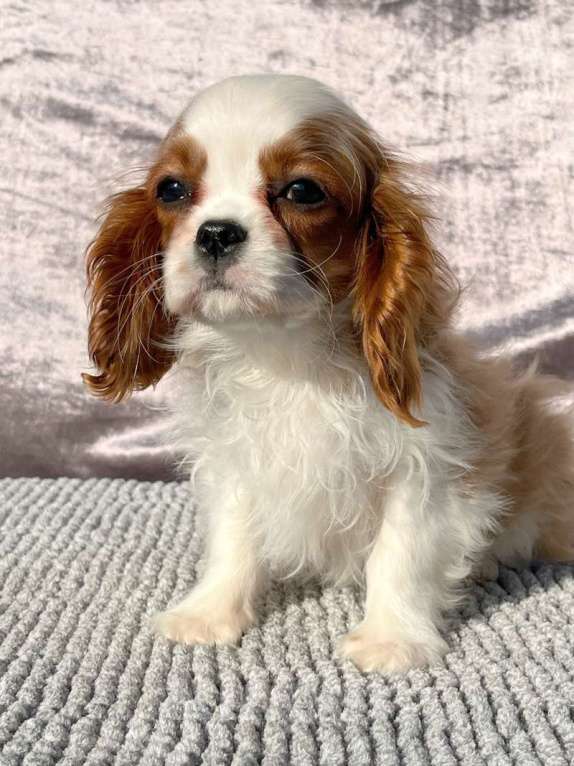 Собаки в Санкт-Петербурге: БЕСТ ИЛРЕАН ЛАРРИ Мальчик, 100 000 руб. - фото 5