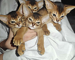 Кошки в Мытищах: Абиссинские котята в домашние любимцы Мальчик 1 Мальчик, 45 000 руб. - фото 4