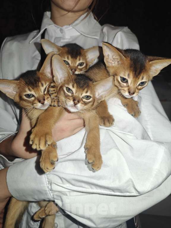 Кошки в Мытищах: Абиссинские котята в домашние любимцы Мальчик 1 Мальчик, 45 000 руб. - фото 4