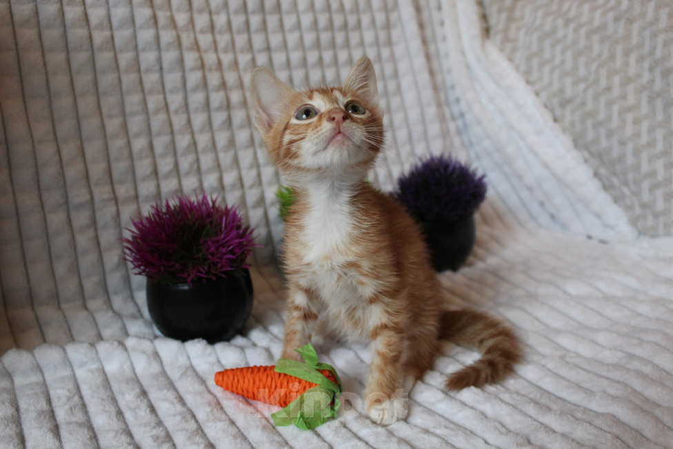 Кошки в Балашихе: котенок рыжего окраса бесплатно Мальчик, Бесплатно - фото 3