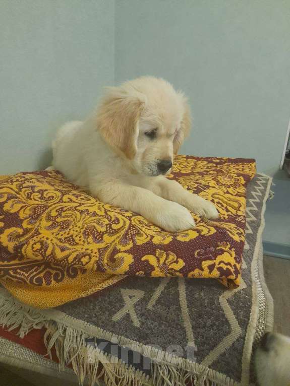 Собаки в других городах Московской области: Супер щенки от международных чемпионов Мальчик, Бесплатно - фото 1