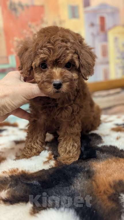 Собаки в Москве: Девочка пудель Девочка, 90 000 руб. - фото 2