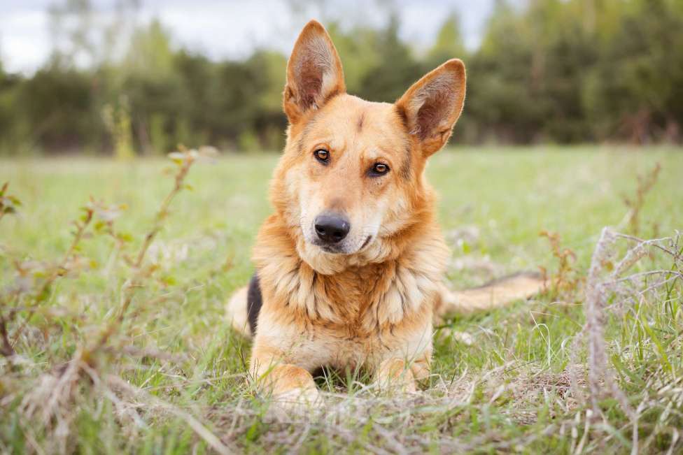 Собаки в Москве: Немецкая овчарка в дар Мальчик, Бесплатно - фото 2