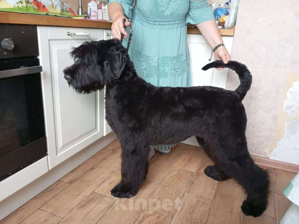 Собаки в Москве: Щенок русского черного терьера Девочка, Бесплатно - фото 2