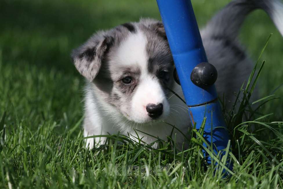 Собаки в Москве: Вельш корги кардиган Девочка, 80 000 руб. - фото 4
