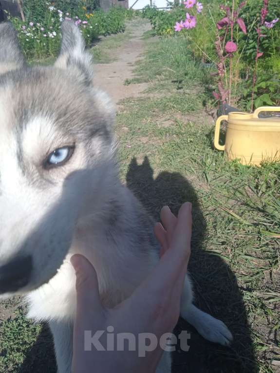 Собаки в Улане-Удэ: Продам хаски Девочка, 5 000 руб. - фото 1