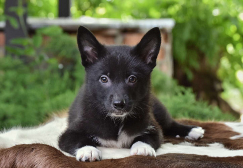 Ненецкая оленегонная лайка, кобель Кореш.