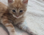 Кошки в Краснодаре: Продам котёнка мейн-кун Мальчик, Бесплатно - фото 2