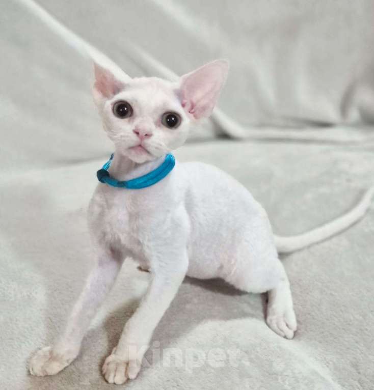 Кошки в Москве: Девончик белый Мальчик, Бесплатно - фото 2