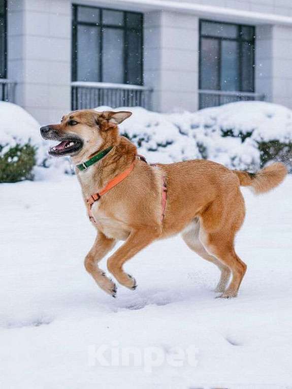 Собаки в Москве: Солнечный пес-компаньон Джек ищет дом Мальчик, Бесплатно - фото 1
