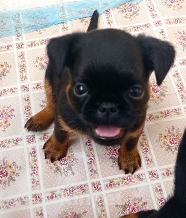 Собаки в Москве: Мальчик черно-подпалый Мальчик, 55 000 руб. - фото 2