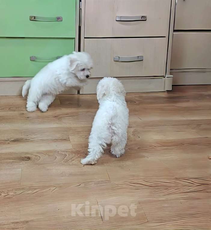 Собаки в Москве: Бишон фризе щенки  Девочка, 47 000 руб. - фото 1