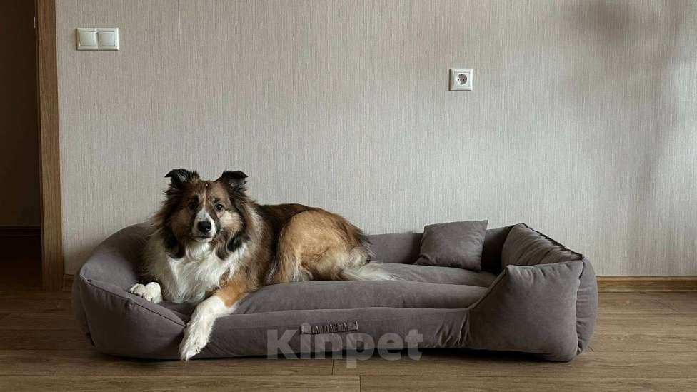 Собаки в Москве: Взрослый пес Бордер-колли в добрые руки Мальчик, Бесплатно - фото 6