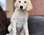 Собаки в Мытищах: Щенки салюки  Мальчик, 200 000 руб. - фото 9
