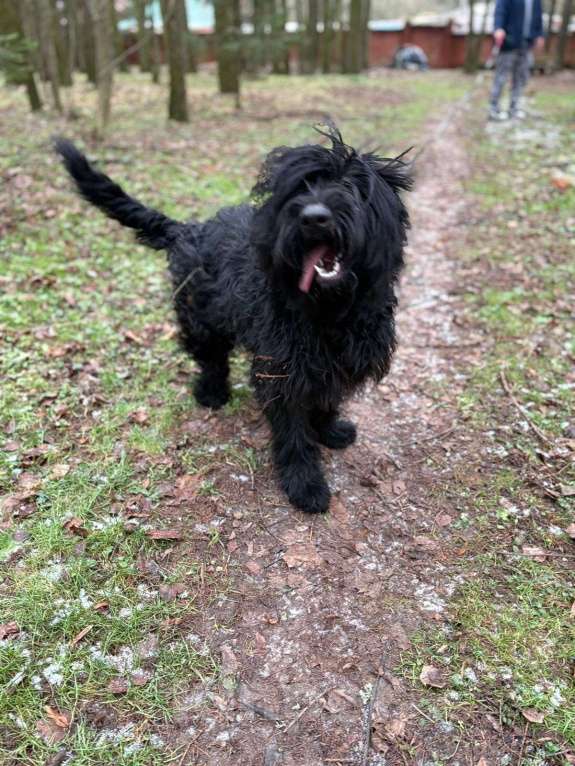 Собаки в Москве: Ризеншнауцер, щенок в в дар в надежные руки Девочка, Бесплатно - фото 4