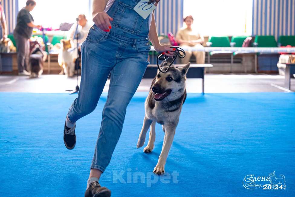 Собаки в Красноярске: Щенок ВЕО Нелли Голд Девочка, Бесплатно - фото 6