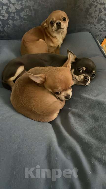 Собаки в Москве: Чихуахуа триколор кобель Мальчик, 25 000 руб. - фото 6