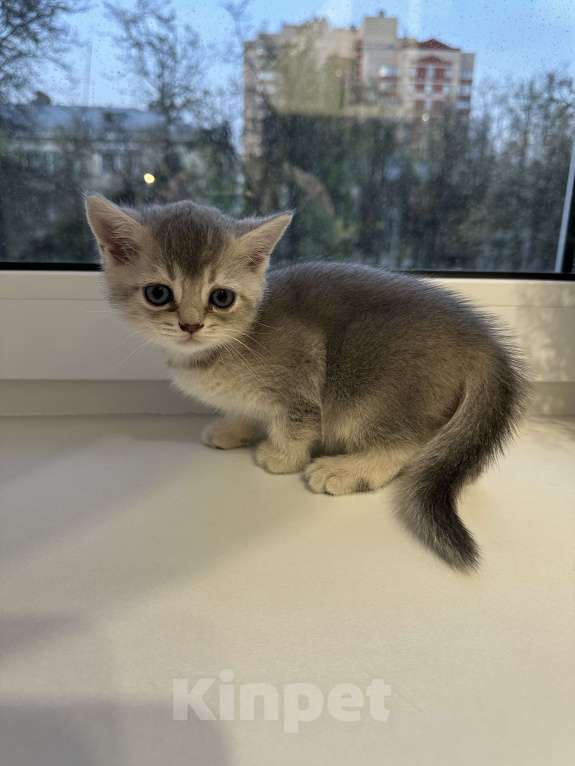 Кошки в Люберцах: Продам британских голубоглазых котяток  Девочка, 6 000 руб. - фото 3